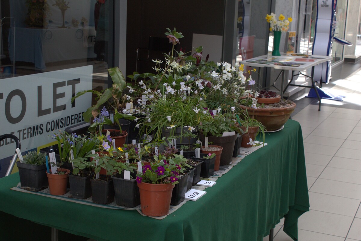 Spring Show 2026 NW Alpine Garden Society Plants for Sale